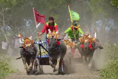 Makepung Buffalo Racing Bali: Schedule & Visitor Guide