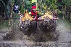Makepung Buffalo Racing Bali: Schedule & Visitor Guide