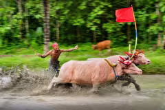 Makepung Buffalo Racing Bali: Schedule & Visitor Guide