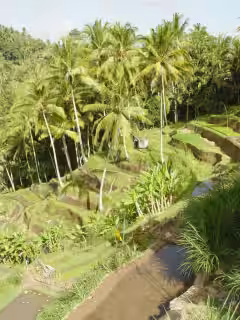 Tegalalang Rice Terraces Bali