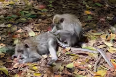 Ubud Monkey Forest Bali