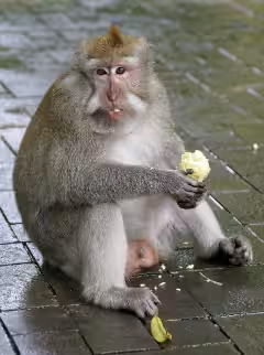 Ubud Monkey Forest Bali
