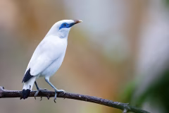West Bali National Park Jembrana