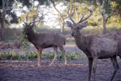 West Bali National Park Jembrana