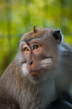 Ubud Family Adventure Tour Bali