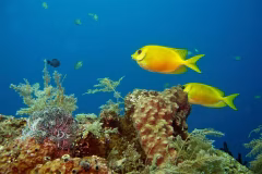 Tulamben Diving & Snorkeling Tour East Bali