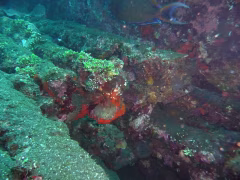 Tulamben Diving & Snorkeling Tour East Bali
